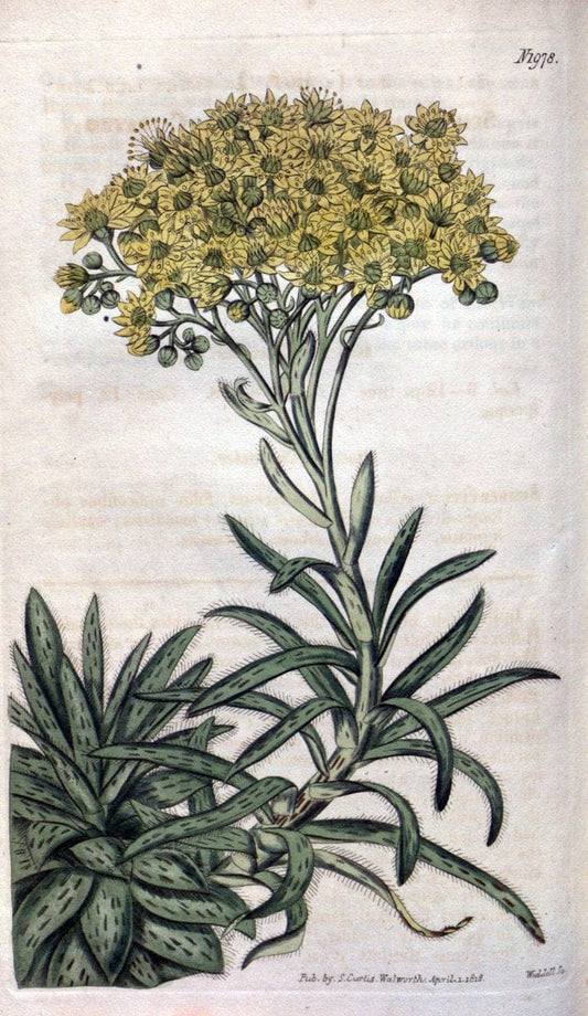 Curtis's botanical magazine. London ; New York [etc.] :Academic Press [etc.]. | "Botanical illustration" Botany Periodicals "Pictorial works" "Plants, Ornamental"  | Vintage Print Reproduction 454279