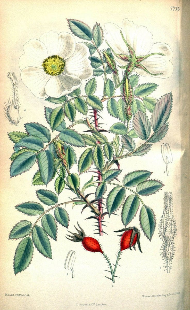 Curtis's botanical magazine. London ; New York [etc.] :Academic Press [etc.]. | "Botanical illustration" Botany Periodicals "Pictorial works" "Plants, Ornamental"  | Vintage Print Reproduction 454280