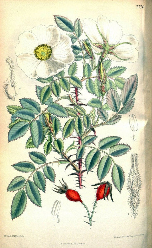 Curtis's botanical magazine. London ; New York [etc.] :Academic Press [etc.]. | "Botanical illustration" Botany Periodicals "Pictorial works" "Plants, Ornamental"  | Vintage Print Reproduction 454280