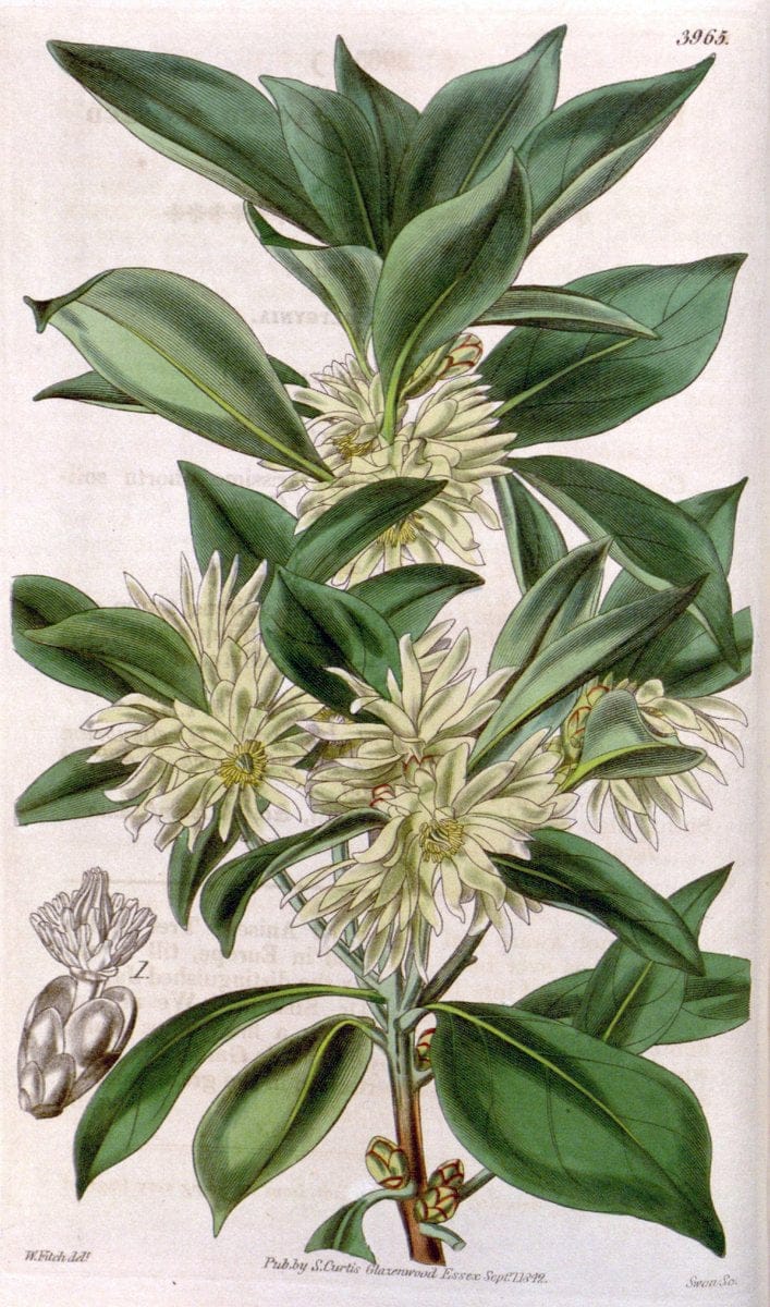 Curtis's botanical magazine. London ; New York [etc.] :Academic Press [etc.]. | "Botanical illustration" Botany Periodicals "Pictorial works" "Plants, Ornamental"  | Vintage Print Reproduction 454281