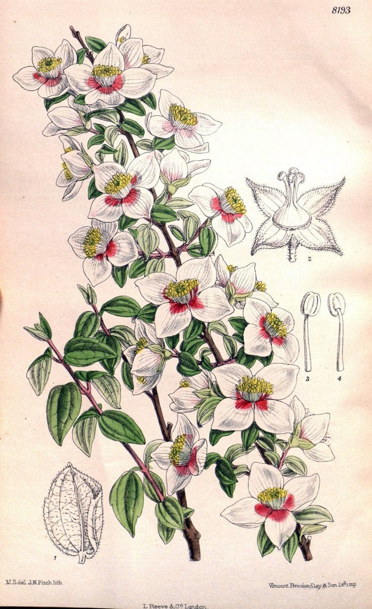 Curtis's botanical magazine. London ; New York [etc.] :Academic Press [etc.]. | "Botanical illustration" Botany Periodicals "Pictorial works" "Plants, Ornamental"  | Vintage Print Reproduction 454283