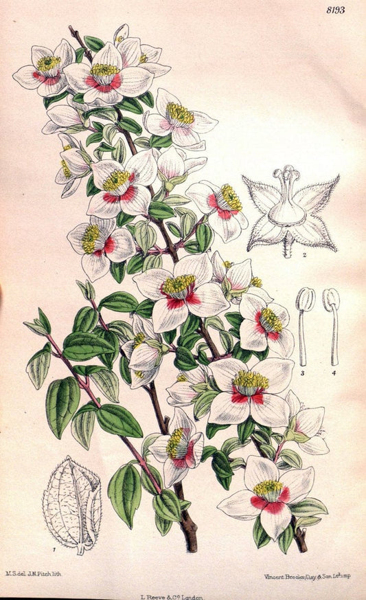 Curtis's botanical magazine. London ; New York [etc.] :Academic Press [etc.]. | "Botanical illustration" Botany Periodicals "Pictorial works" "Plants, Ornamental"  | Vintage Print Reproduction 454283