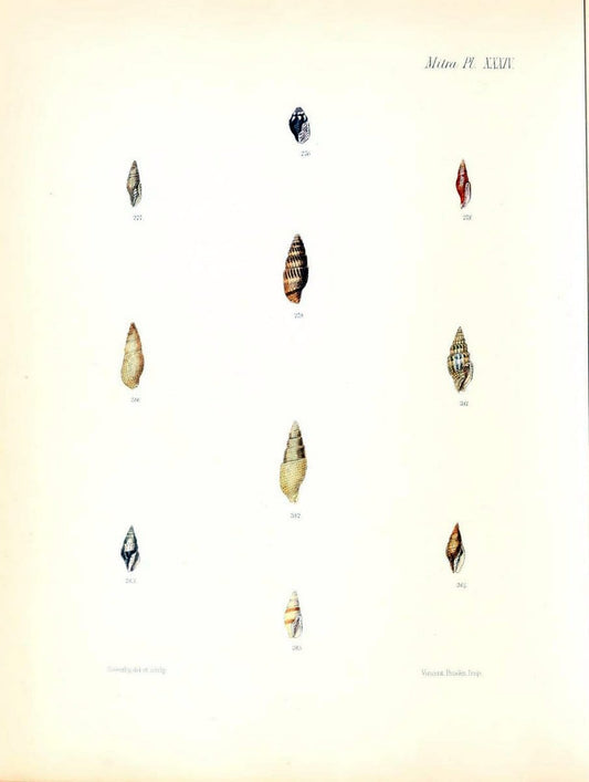 Conchologia iconica, or, Illustrations of the shells of molluscous animals /.London :Reeve, Brothers,1843-1878.  | Mollusks "Pictorial works" Shells | Vintage Print Reproduction 454284