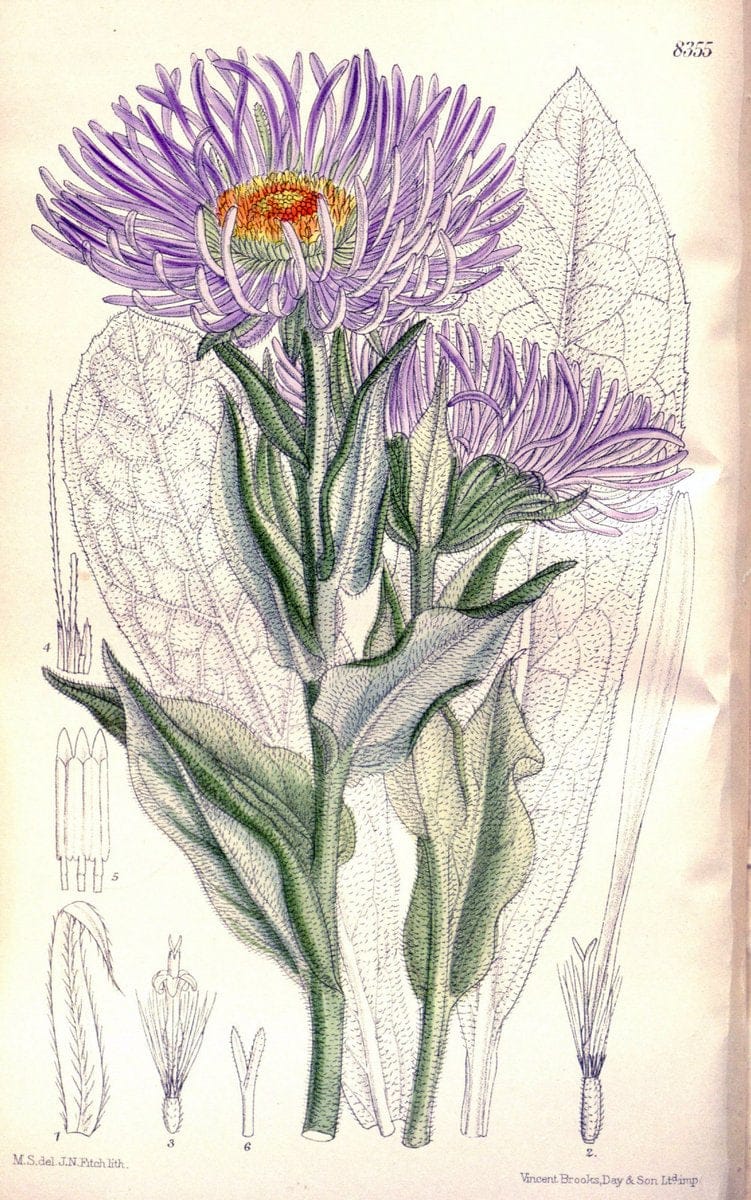 Curtis's botanical magazine. London ; New York [etc.] :Academic Press [etc.]. | "Botanical illustration" Botany Periodicals "Pictorial works" "Plants, Ornamental"  | Vintage Print Reproduction 454286
