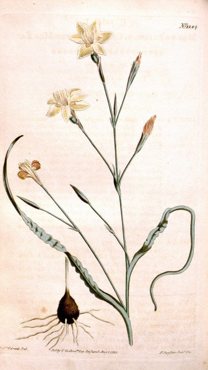 Curtis's botanical magazine. London ; New York [etc.] :Academic Press [etc.]. | "Botanical illustration" Botany Periodicals "Pictorial works" "Plants, Ornamental"  | Vintage Print Reproduction 454287