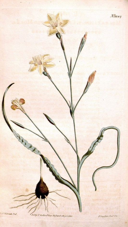 Curtis's botanical magazine. London ; New York [etc.] :Academic Press [etc.]. | "Botanical illustration" Botany Periodicals "Pictorial works" "Plants, Ornamental"  | Vintage Print Reproduction 454287