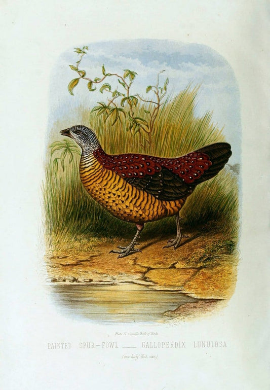 Cassell's book of birds :.London,Cassell, Petter and Galpin,[1875]. | Birds  | Vintage Print Reproduction 454288