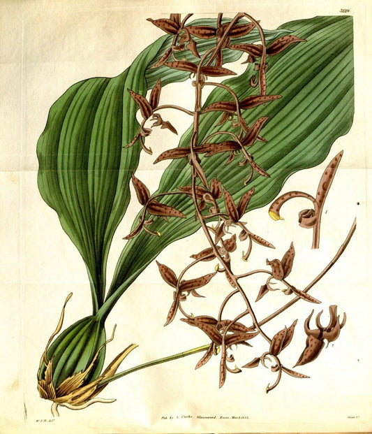 Curtis's botanical magazine. London ; New York [etc.] :Academic Press [etc.]. | "Botanical illustration" Botany Periodicals "Pictorial works" "Plants, Ornamental"  | Vintage Print Reproduction 454289