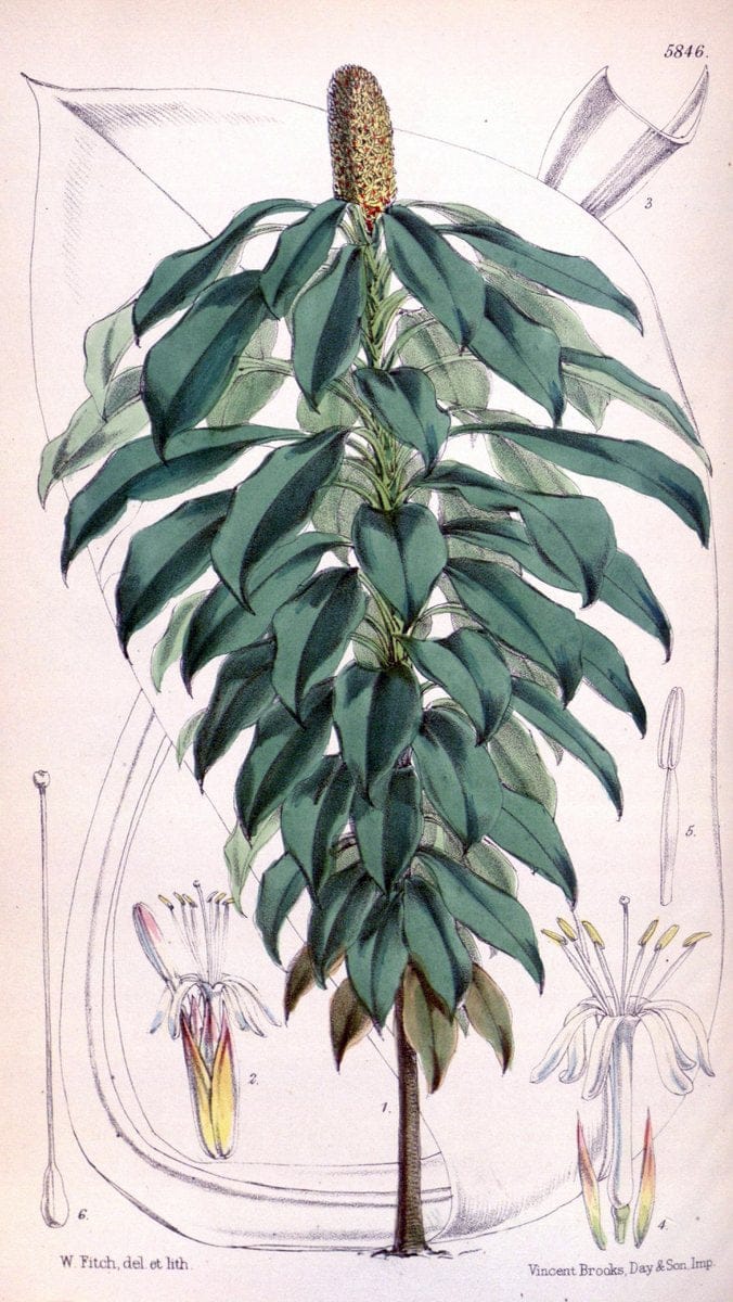 Curtis's botanical magazine. London ; New York [etc.] :Academic Press [etc.]. | "Botanical illustration" Botany Periodicals "Pictorial works" "Plants, Ornamental"  | Vintage Print Reproduction 454290
