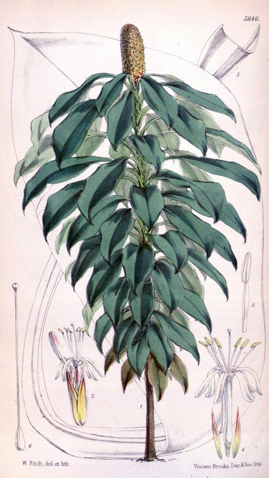 Curtis's botanical magazine. London ; New York [etc.] :Academic Press [etc.]. | "Botanical illustration" Botany Periodicals "Pictorial works" "Plants, Ornamental"  | Vintage Print Reproduction 454290