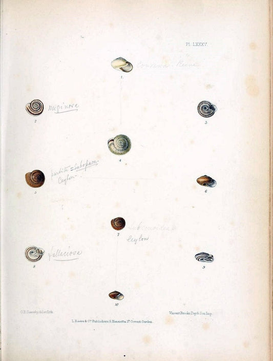 Conchologia indica,.London,1870-1876.. |  | Vintage Print Reproduction 454291
