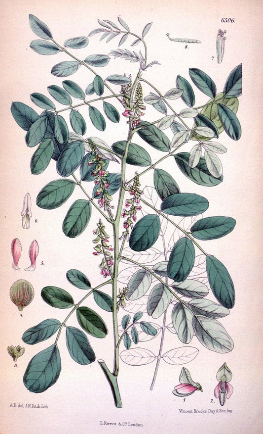 Curtis's botanical magazine. London ; New York [etc.] :Academic Press [etc.]. | "Botanical illustration" Botany Periodicals "Pictorial works" "Plants, Ornamental"  | Vintage Print Reproduction 454292