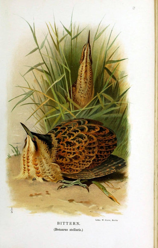 Coloured figures of the birds of the British Islands / issued by Lord Lilford. London :R | Birds "Great Britain" "Pictorial works"  | Vintage Print Reproduction 454293