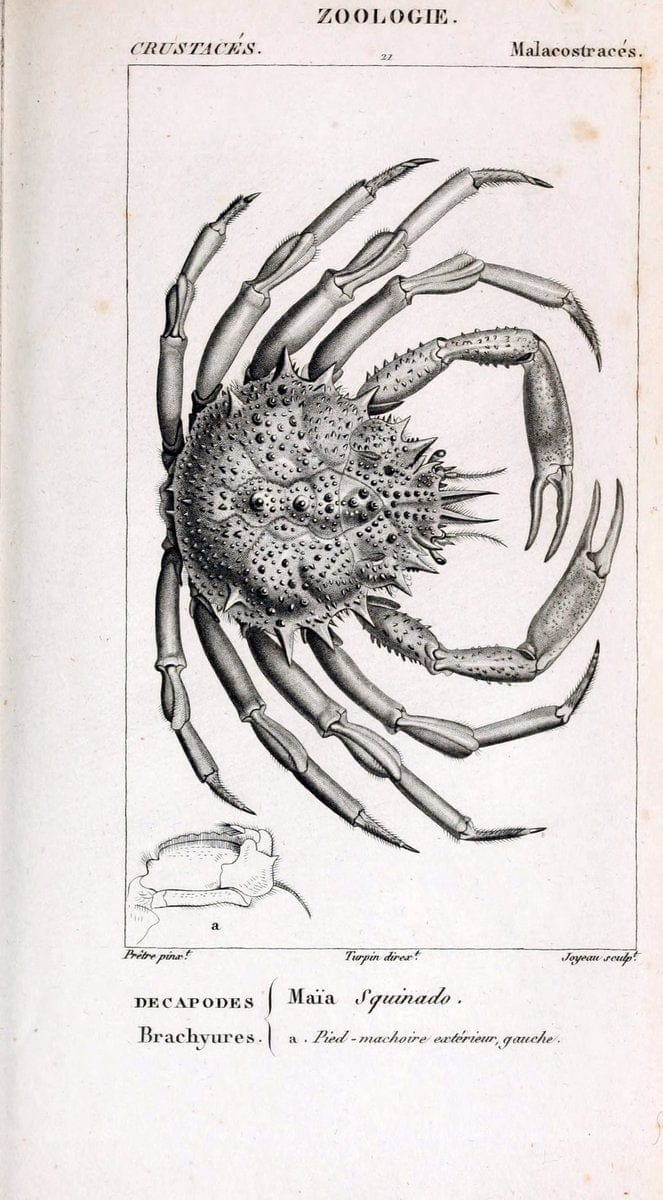 ConsidÃ©rations gÃ©nÃ©rales sur la classe des crustacÃ©s :.Paris :F.G. Levrault,1825.  | Crustacea France Zoology  | Vintage Print Reproduction 454294