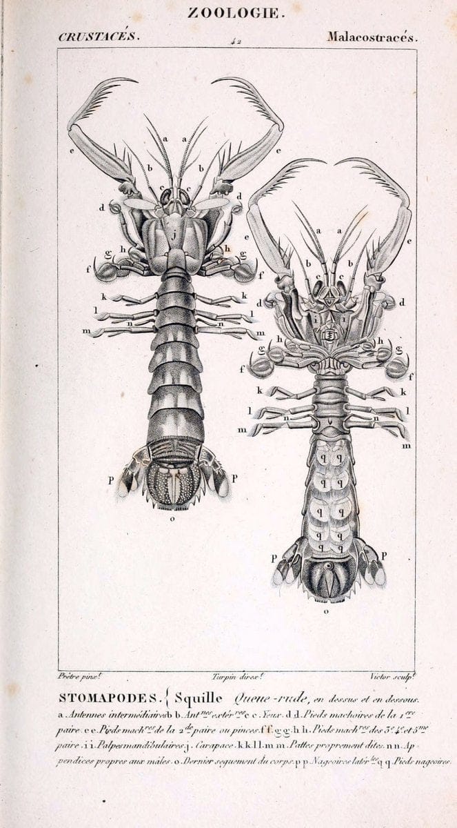 ConsidÃ©rations gÃ©nÃ©rales sur la classe des crustacÃ©s :.Paris :F.G. Levrault,1825.  | Crustacea France Zoology  | Vintage Print Reproduction 454296