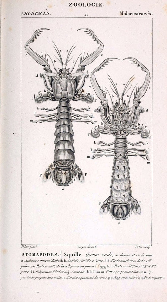 ConsidÃ©rations gÃ©nÃ©rales sur la classe des crustacÃ©s :.Paris :F.G. Levrault,1825.  | Crustacea France Zoology  | Vintage Print Reproduction 454296