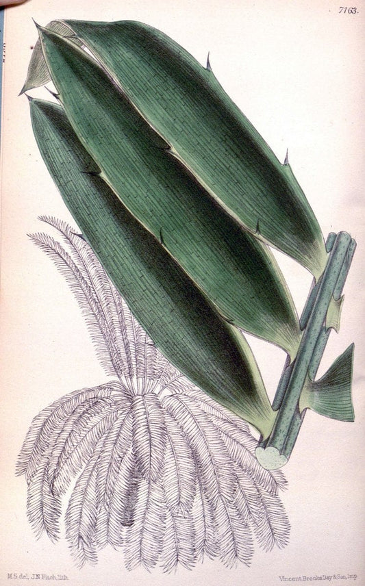Curtis's botanical magazine. London ; New York [etc.] :Academic Press [etc.]. | "Botanical illustration" Botany Periodicals "Pictorial works" "Plants, Ornamental"  | Vintage Print Reproduction 454297