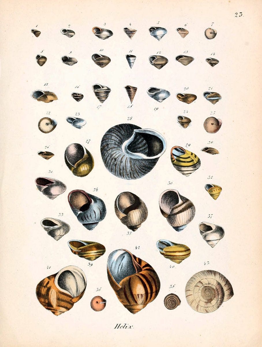 Conchylienbuch, oder, Allgemeine und besondere Naturgeschichte der Muscheln und Schnecke | Mollusks "Pictorial works"  | Vintage Print Reproduction 454299