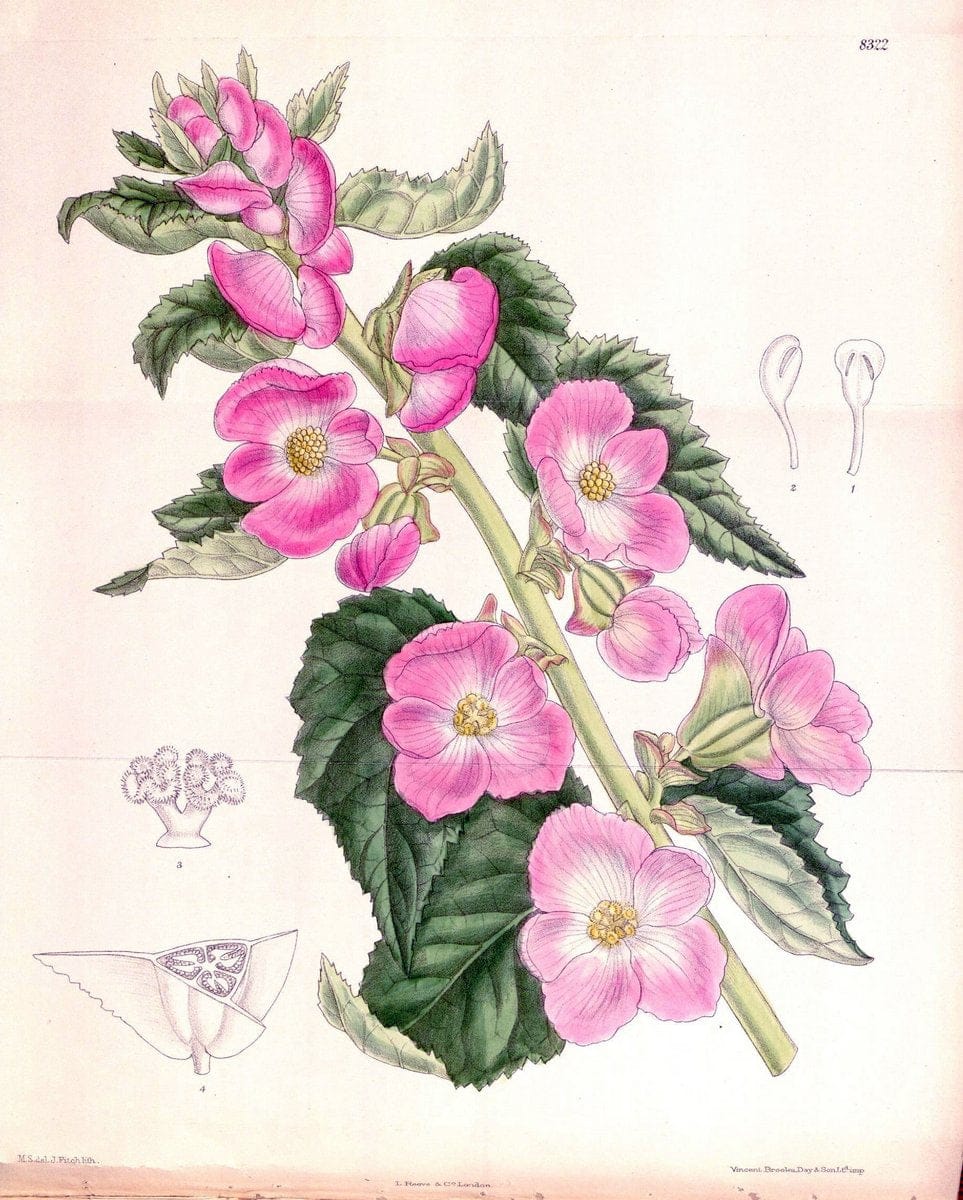 Curtis's botanical magazine. London ; New York [etc.] :Academic Press [etc.]. | "Botanical illustration" Botany Periodicals "Pictorial works" "Plants, Ornamental"  | Vintage Print Reproduction 454300