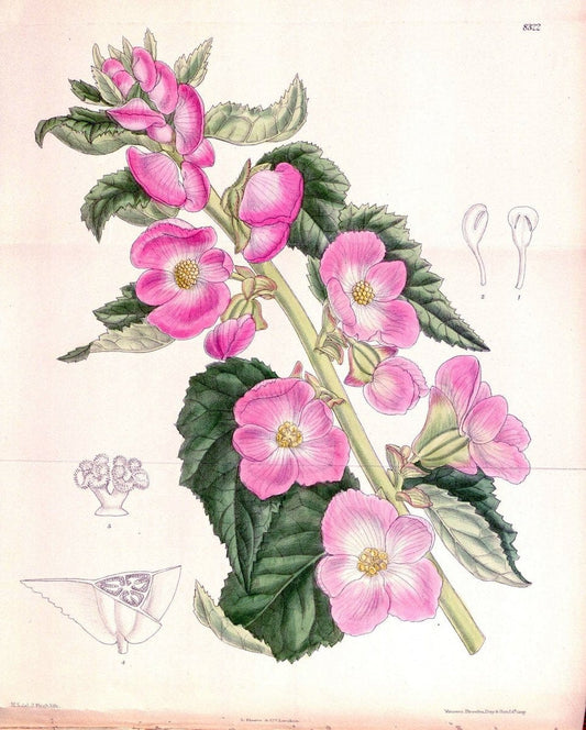 Curtis's botanical magazine. London ; New York [etc.] :Academic Press [etc.]. | "Botanical illustration" Botany Periodicals "Pictorial works" "Plants, Ornamental"  | Vintage Print Reproduction 454300