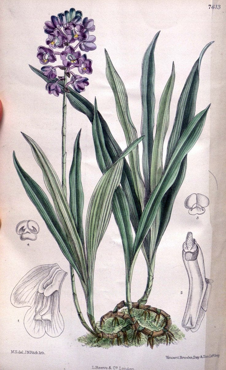 Curtis's botanical magazine. London ; New York [etc.] :Academic Press [etc.]. | "Botanical illustration" Botany Periodicals "Pictorial works" "Plants, Ornamental"  | Vintage Print Reproduction 454301