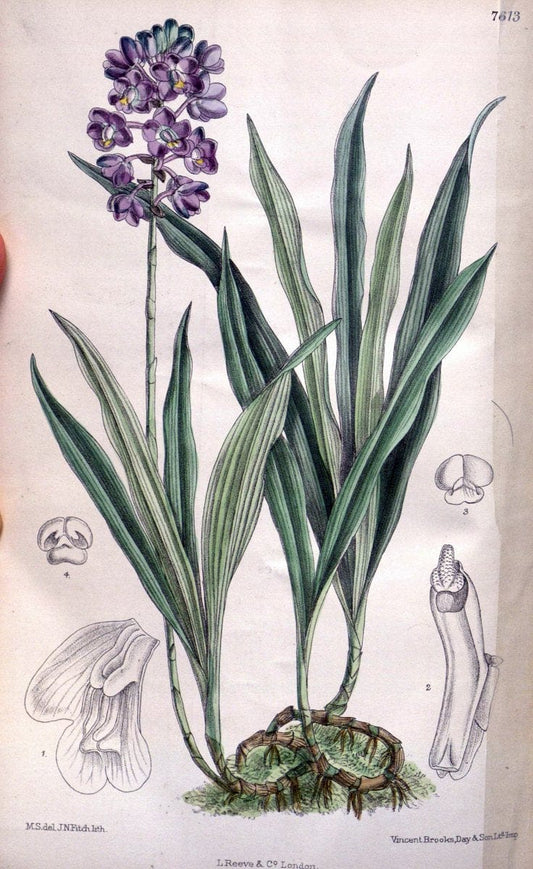 Curtis's botanical magazine. London ; New York [etc.] :Academic Press [etc.]. | "Botanical illustration" Botany Periodicals "Pictorial works" "Plants, Ornamental"  | Vintage Print Reproduction 454301