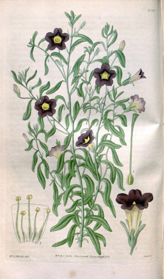 Curtis's botanical magazine. London ; New York [etc.] :Academic Press [etc.]. | "Botanical illustration" Botany Periodicals "Pictorial works" "Plants, Ornamental"  | Vintage Print Reproduction 454302