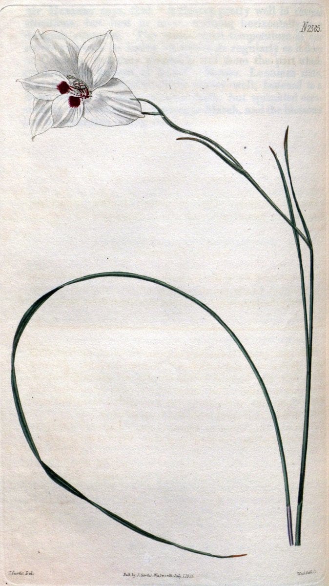 Curtis's botanical magazine. London ; New York [etc.] :Academic Press [etc.]. | "Botanical illustration" Botany Periodicals "Pictorial works" "Plants, Ornamental"  | Vintage Print Reproduction 454303