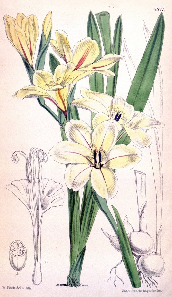 Curtis's botanical magazine. London ; New York [etc.] :Academic Press [etc.]. | "Botanical illustration" Botany Periodicals "Pictorial works" "Plants, Ornamental"  | Vintage Print Reproduction 454307