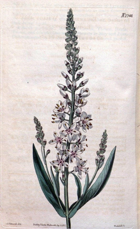 Curtis's botanical magazine. London ; New York [etc.] :Academic Press [etc.]. | "Botanical illustration" Botany Periodicals "Pictorial works" "Plants, Ornamental"  | Vintage Print Reproduction 454308