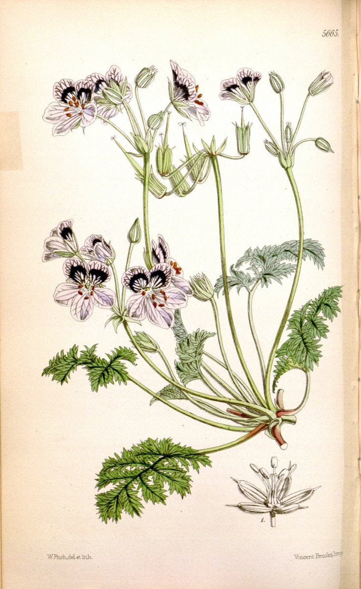 Curtis's botanical magazine. London ; New York [etc.] :Academic Press [etc.]. | "Botanical illustration" Botany Periodicals "Pictorial works" "Plants, Ornamental"  | Vintage Print Reproduction 454309