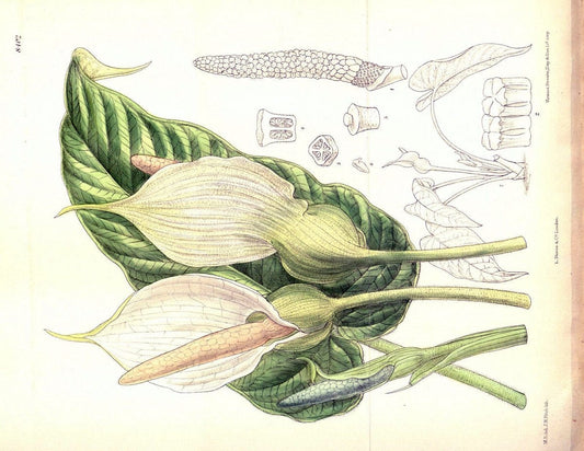 Curtis's botanical magazine. London ; New York [etc.] :Academic Press [etc.]. | "Botanical illustration" Botany Periodicals "Pictorial works" "Plants, Ornamental"  | Vintage Print Reproduction 454310