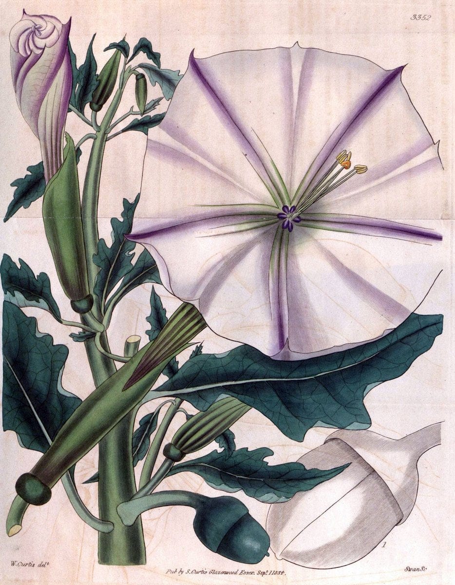 Curtis's botanical magazine..London ;New York [etc.] :Academic Press [etc.]. |  | Vintage Print Reproduction 454313