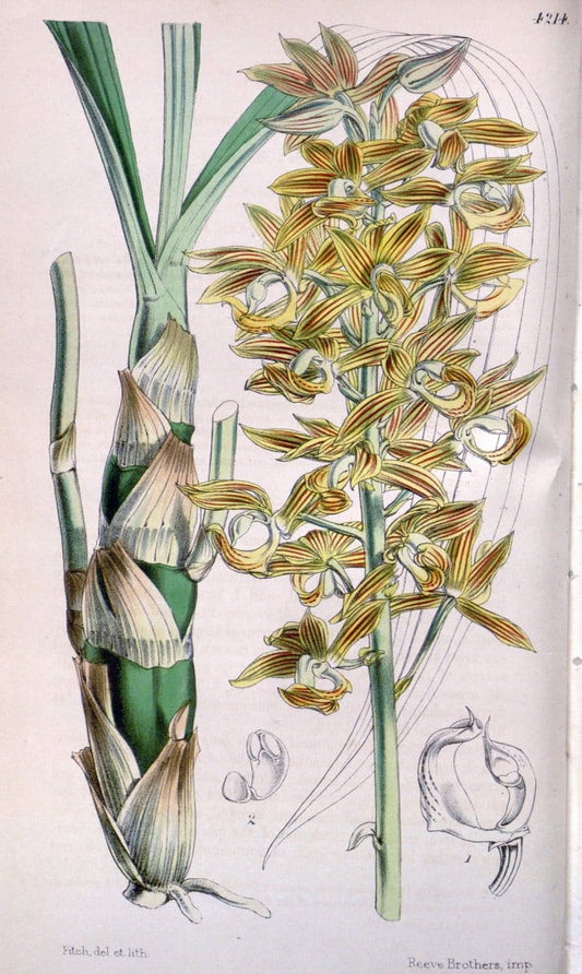 Curtis's botanical magazine. London ;New York [etc.] :Academic Press [etc.]. | Botany Periodicals "Pictorial works"  | Vintage Print Reproduction 454314