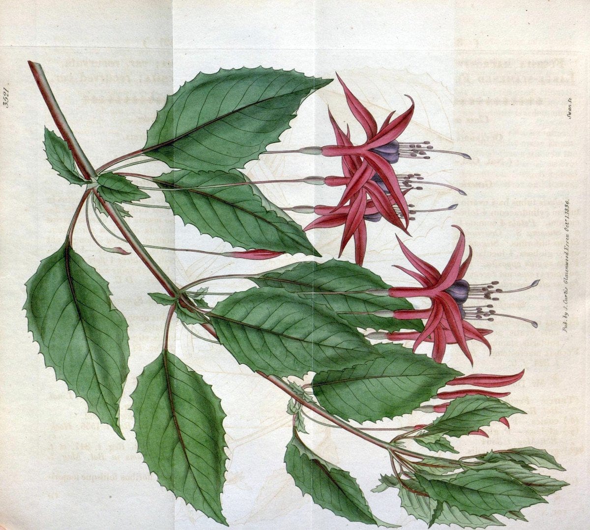 Curtis's botanical magazine. London ;New York [etc.] :Academic Press [etc.]. | Botany Periodicals "Pictorial works"  | Vintage Print Reproduction 454316