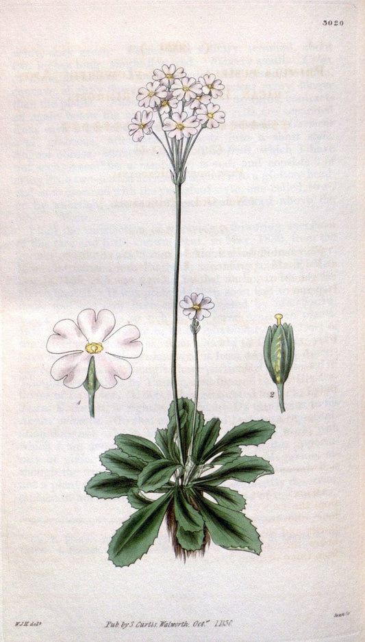 Curtis's botanical magazine. London ;New York [etc.] :Academic Press [etc.]. | Botany Periodicals "Pictorial works"  | Vintage Print Reproduction 454317