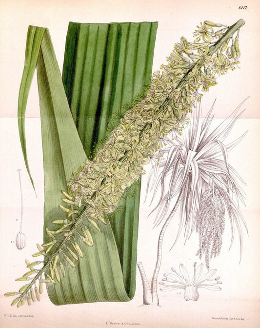 Curtis's botanical magazine. London ; New York [etc.] :Academic Press [etc.]. | "Botanical illustration" Botany Periodicals "Pictorial works" "Plants, Ornamental"  | Vintage Print Reproduction 454319