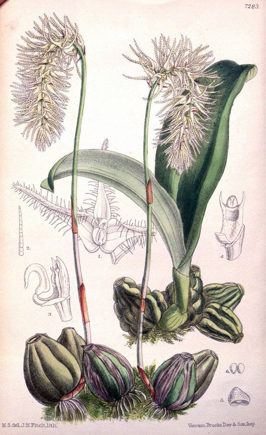 Curtis's botanical magazine. London ; New York [etc.] :Academic Press [etc.]. | "Botanical illustration" Botany Periodicals "Pictorial works" "Plants, Ornamental"  | Vintage Print Reproduction 454320