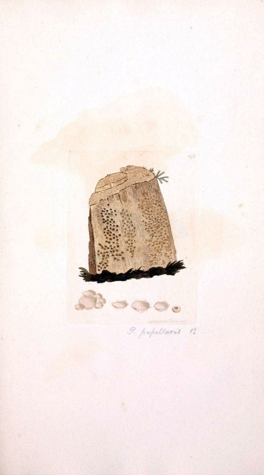 Coloured figures of English fungi or mushrooms. London,Printed by J. Davis,1797-[1809]. | England Mushrooms  | Vintage Print Reproduction 454321