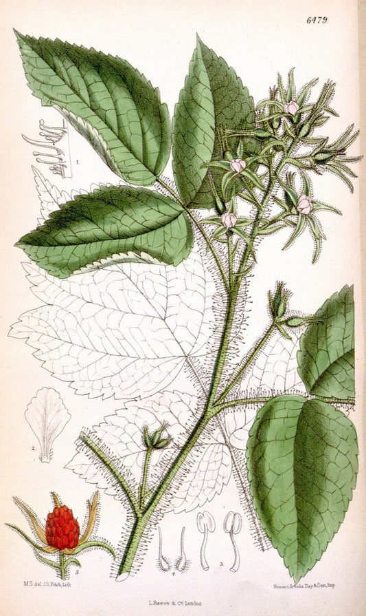 Curtis's botanical magazine. London ; New York [etc.] :Academic Press [etc.]. | "Botanical illustration" Botany Periodicals "Pictorial works" "Plants, Ornamental"  | Vintage Print Reproduction 454322
