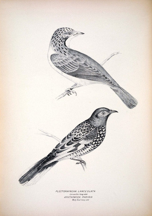 Companion to Gould's Handbook; or, Synopsis of the birds of Australia. Brisbane,Thorne & Greenwell,1877.  | Australia Birds | Vintage Print Reproduction 454325