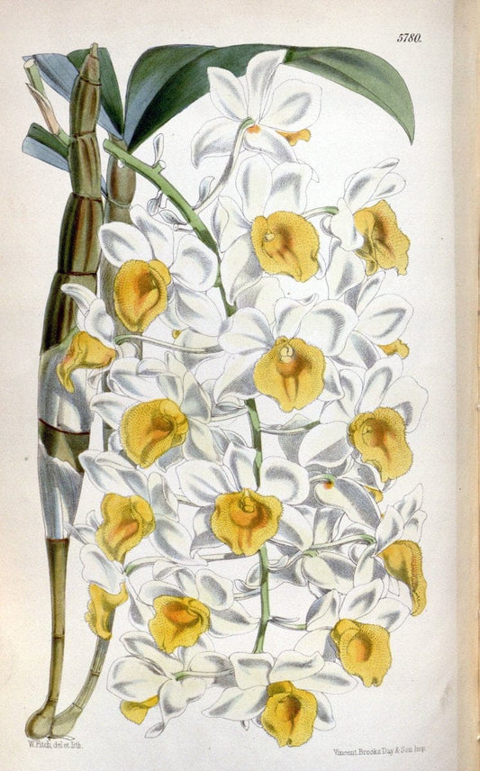 Curtis's botanical magazine. London ; New York [etc.] :Academic Press [etc.]. | "Botanical illustration" Botany Periodicals "Pictorial works" "Plants, Ornamental"  | Vintage Print Reproduction 454327