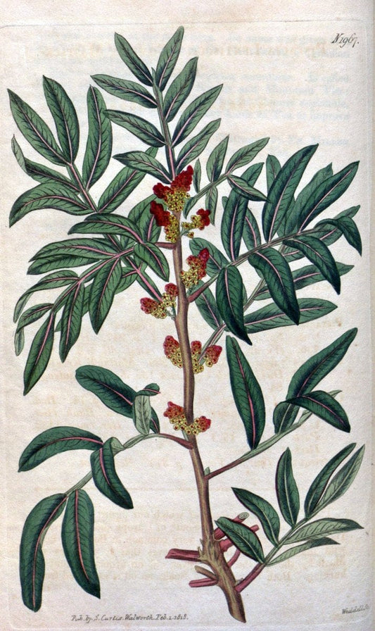 Curtis's botanical magazine. London ; New York [etc.] :Academic Press [etc.]. | "Botanical illustration" Botany Periodicals "Pictorial works" "Plants, Ornamental"  | Vintage Print Reproduction 454328