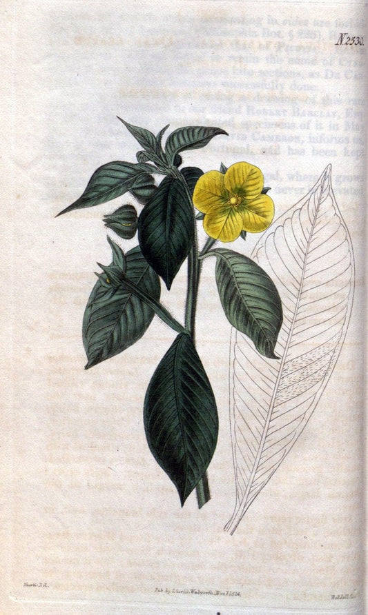 Curtis's botanical magazine. London ; New York [etc.] :Academic Press [etc.]. | "Botanical illustration" Botany Periodicals "Pictorial works" "Plants, Ornamental"  | Vintage Print Reproduction 454329