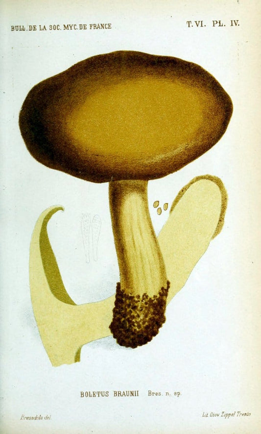 Bulletin de la SociÃ©tÃ© mycologique de France.Epinal :La SociÃ©tÃ©,1885-1903.  | France Fungi Mycology Periodicals | Vintage Print Reproduction 454330