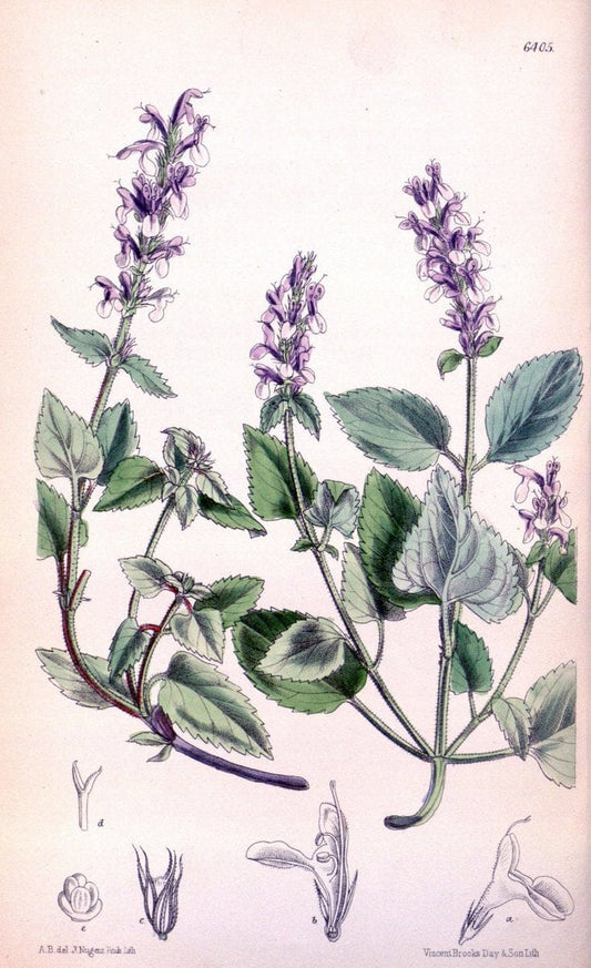 Curtis's botanical magazine. London ; New York [etc.] :Academic Press [etc.]. | "Botanical illustration" Botany Periodicals "Pictorial works" "Plants, Ornamental"  | Vintage Print Reproduction 454331