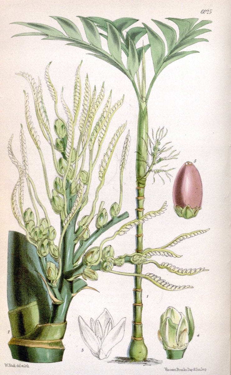 Curtis's botanical magazine. London ; New York [etc.] :Academic Press [etc.]. | "Botanical illustration" Botany Periodicals "Pictorial works" "Plants, Ornamental"  | Vintage Print Reproduction 454333