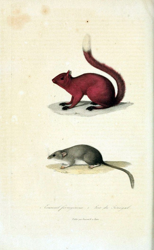 ComplÃ©ments de Buffon. t.1.Paris :P. Pourrat FrÃ¨res,1838. | Anthropology Birds Mammals SIL | Vintage Print Reproduction 454336