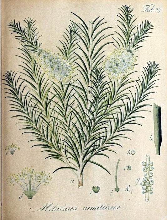 Collectio plantarum tam exoticarum, quam indigenarum, cum delineatione, descriptione cul | Botany | Vintage Print Reproduction 454337
