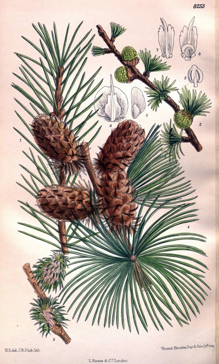 Curtis's botanical magazine. London ; New York [etc.] :Academic Press [etc.]. | "Botanical illustration" Botany Periodicals "Pictorial works" "Plants, Ornamental"  | Vintage Print Reproduction 454338